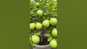 🌿You Can Easily Grow Guava Tree using These Pro Technique! #guava