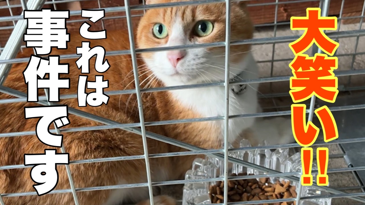 Cats living in a mountain village in Japan. - YouTube