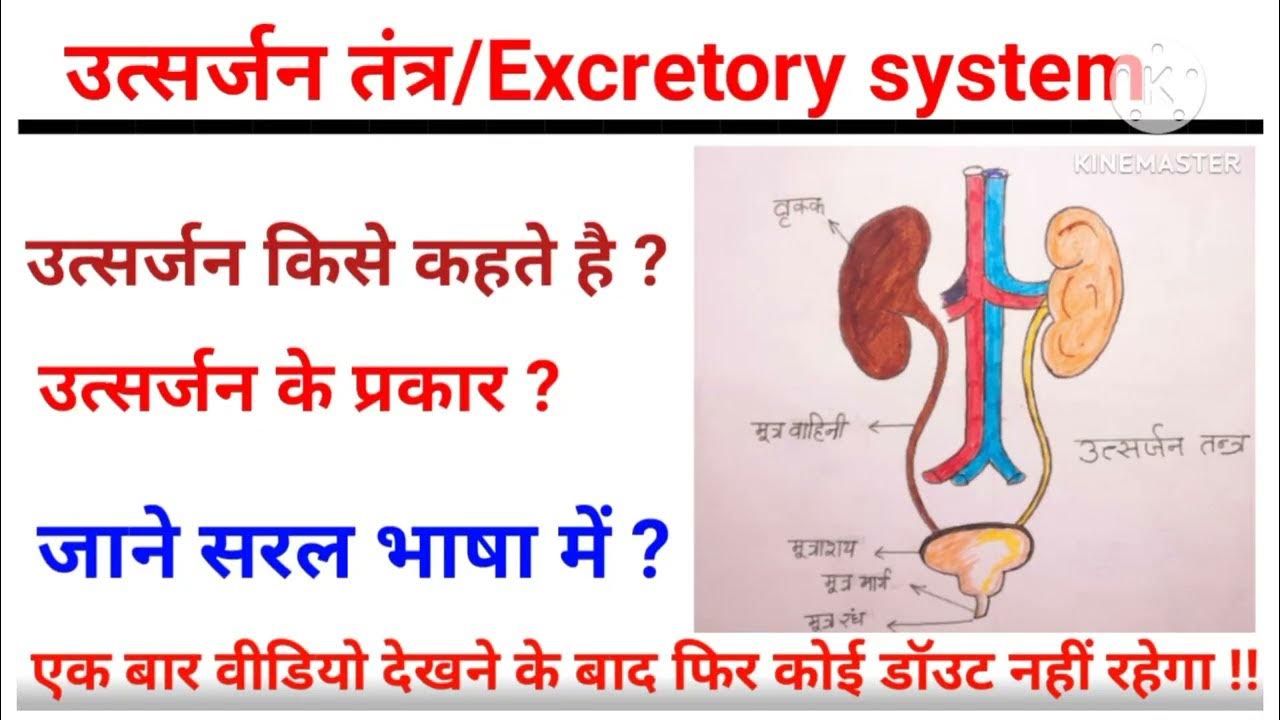 manushya ke utsarjan tantra ka namankit chitra sahit varnan kijiye