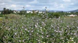 Ria Formosa (Marim), Ost-Algarve, Portugal