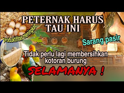 Video: Bagaimana Cara Berpindah Dari Koloni Ke Pemukiman