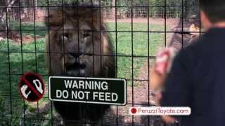 Peruzzi Toyota Hatfield PA September Sales Event Commercial – “Lion Cage”