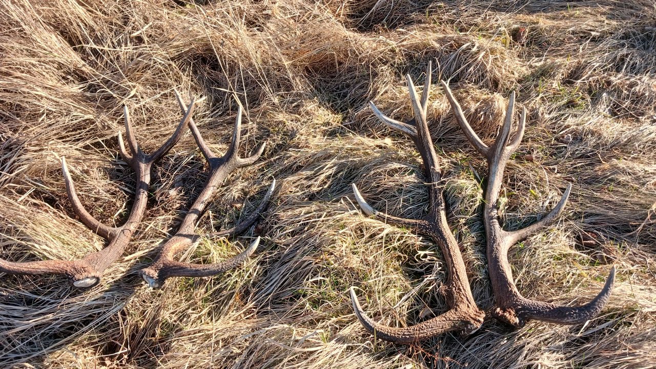 DZIEŃ KONIA !!!! DZIEŃ KTÓREGO NIGDY NIE ZAPOMNĘ 🦌🦌🦌🌲🌲 