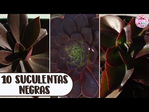 Video: Variedades suculentas negras: cómo cultivar plantas suculentas de hoja negra