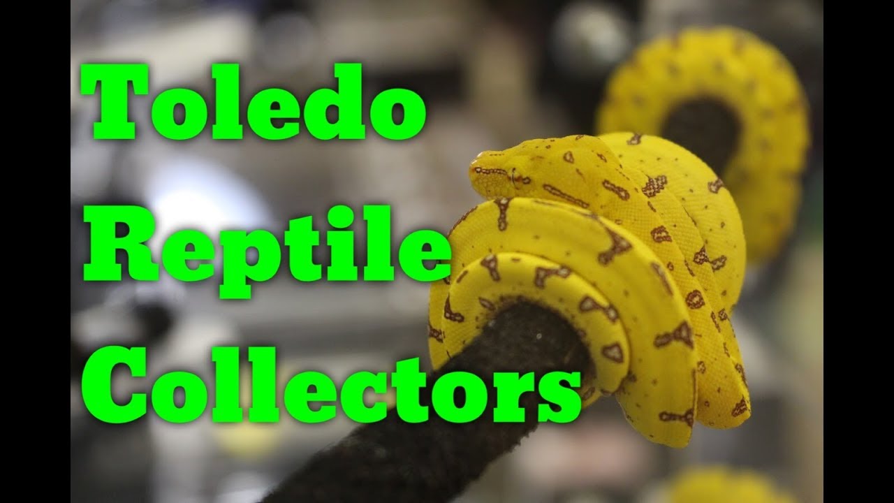 Toledo Reptile Collectors Reptile Show