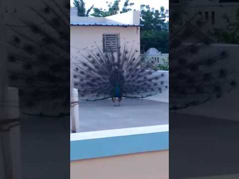 Most Amazing and Beautiful peacock Dance - YouTube