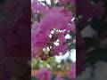 lagerstroemia indica flower #garden #lagerstroemia  #gardening #gardenlove #ytshorts