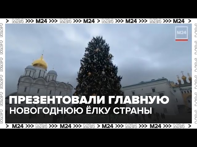 Главную новогоднюю ёлку страны представили на Соборной площади Кремля