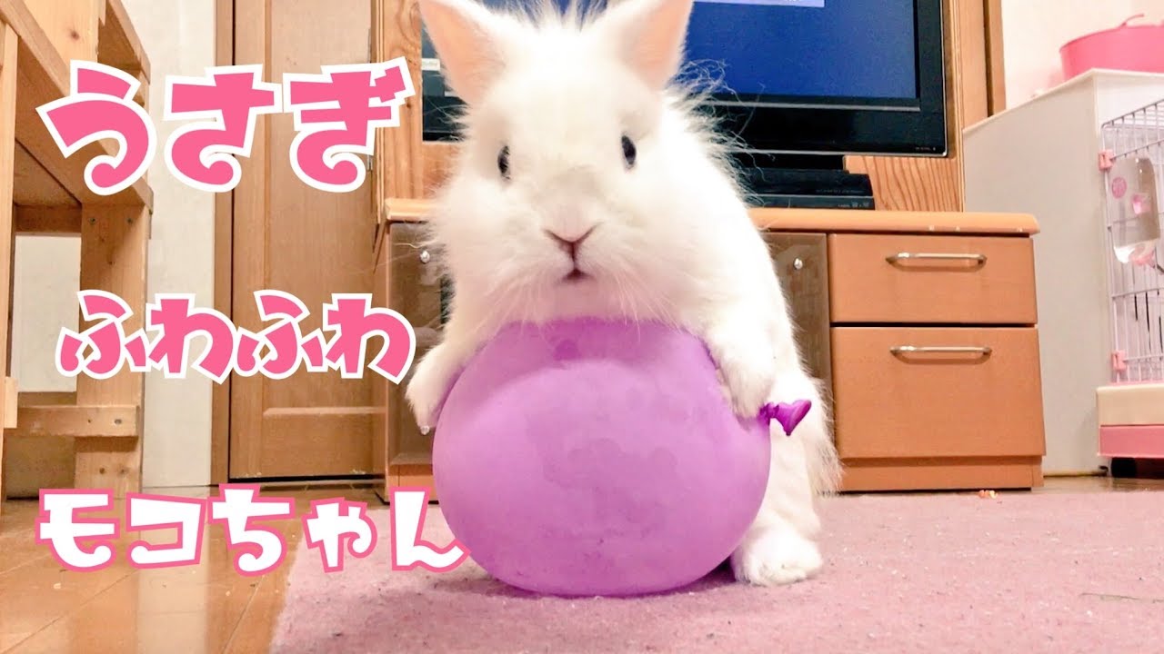 うさぎふわふわモコちゃん Cute Rabbit Youtube
