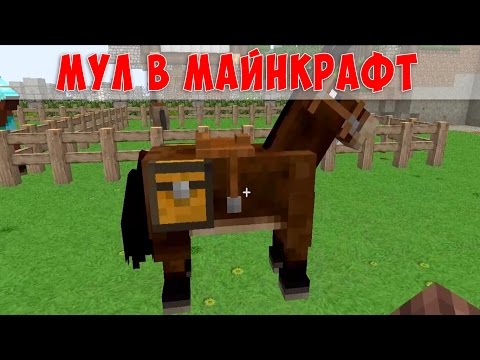 Видео: Что нужно держать в кубере мула?