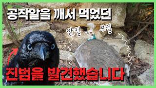공작의 둥지 위를 노리던 진범의 재등장?!?!