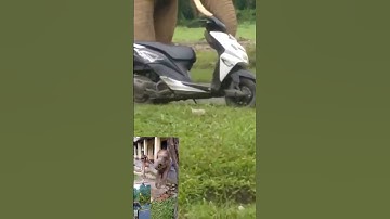 Elephants Small attack #watsapstatus #elephantvideos #cute #viralshort #elephantlove