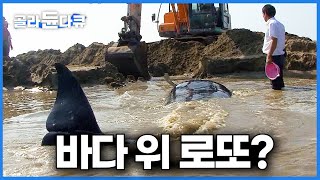 고래가 바다 위 로또? 우연히 내 그물에 걸리기만 하면 수천만 원이라는 고래ㅣ한반도 고래 전쟁ㅣ하나뿐인 지구ㅣ#골라듄다큐