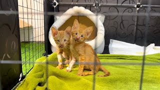 The story: Rescue 2 brothers blind kitten ( before and after Rescue)