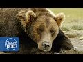 The land of giant bears  full documentary  planet doc full documentaries