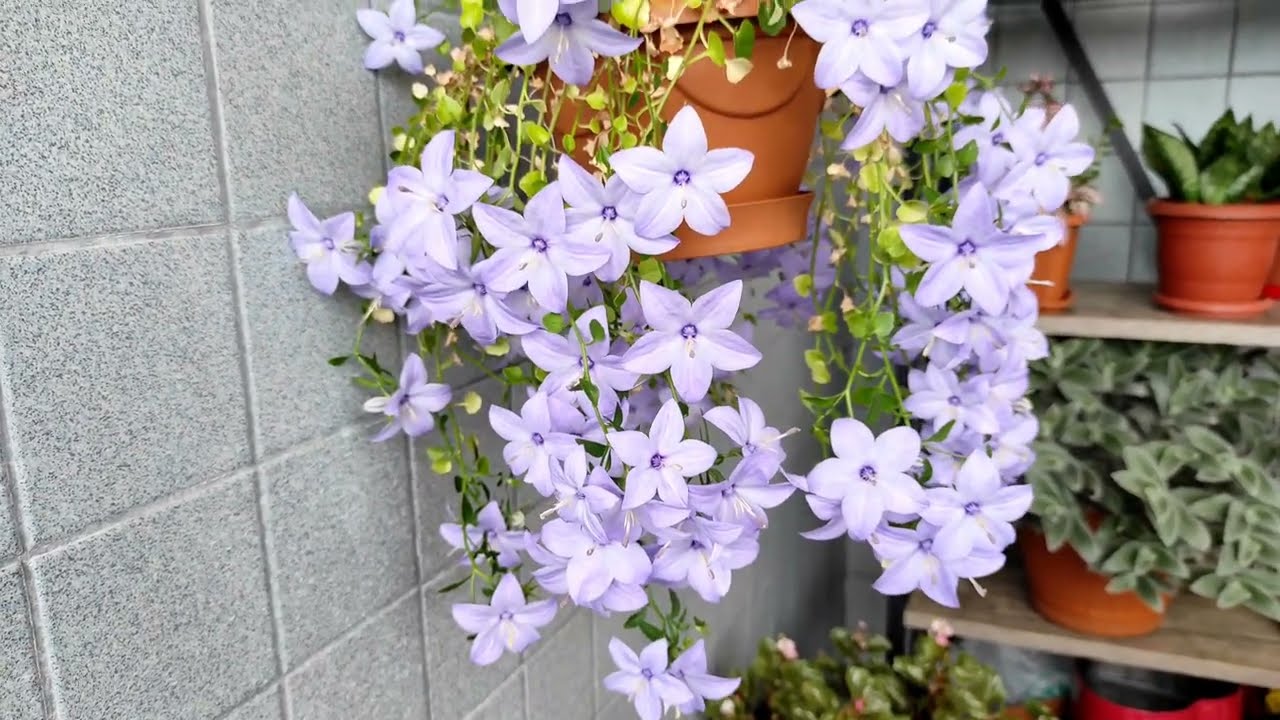 MAVİŞ ÇİÇEĞİM (CAMPANULA)AÇTI😍 YAPRAK SARARMASI SEBEPLERİ VE MİNİ SOHBET