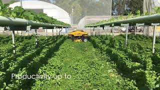 Spider Mini Hydroponic