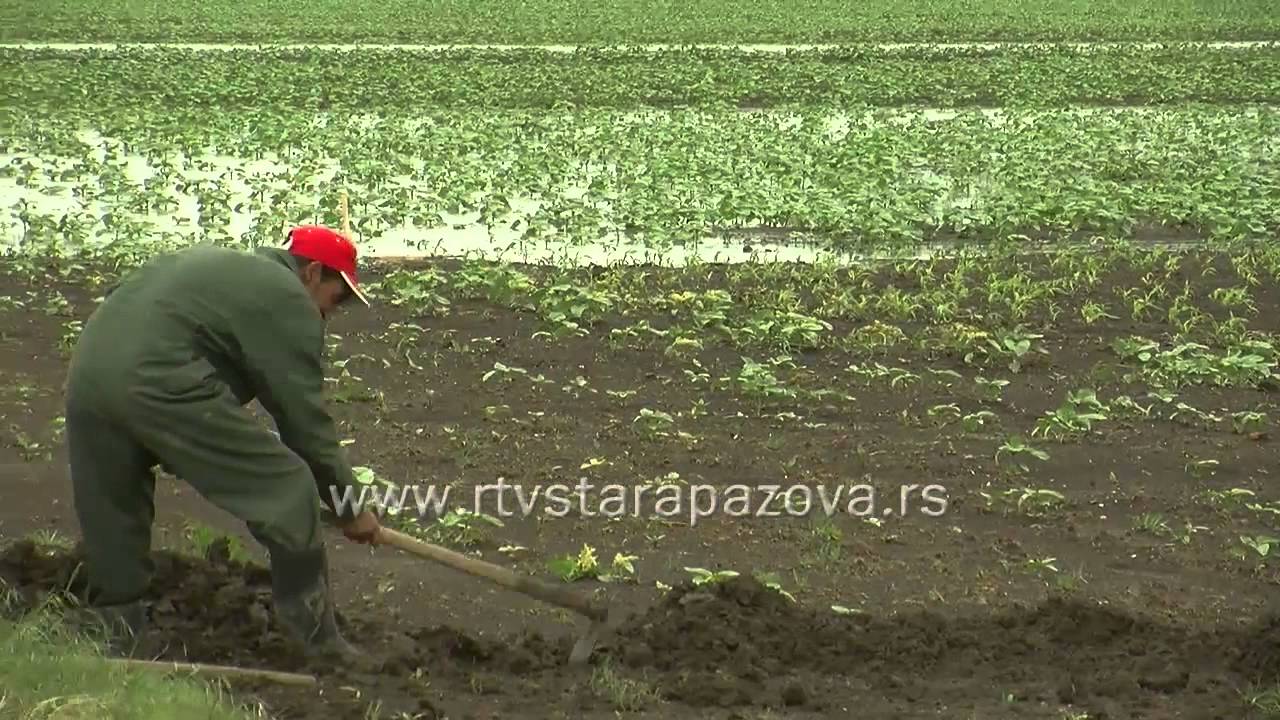 Krnješevci poplava - YouTube