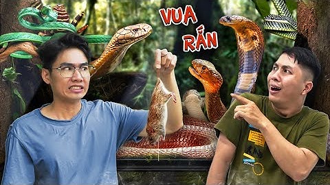 𝐐𝐮𝐚𝐧𝐠 𝐁𝐌 | Vào Vương Quốc Rắn - Tìm Vua Rắn 🐍 | Enter the Snake Kingdom - Find the Snake King