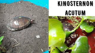 mis NUEVAS tortugas / kinosternon acutum