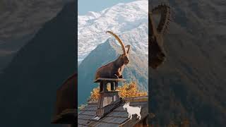 Cabra entre las montañas #cabra #goat #animales #animal #naturaleza #montaña