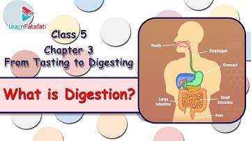 Class 5 EVS Chapter 3 From Tasting to Digesting - What is Digestion? - LearnFatafat