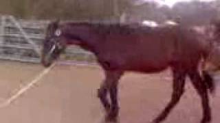 Ben10- Warmblood Colt, 9 Months Old