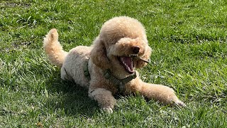 Карликовый пудель по имени Капуч | Miniature Poodle named Kapuch #poodle #dog