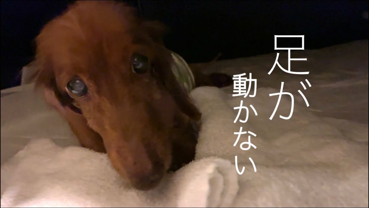 老 犬 前足 に 力 が 入ら ない