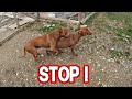 STOP МАШИНЫ !!! Питбули хотят повязаться. Новые камеры ! Интернет на хуторе ! Спайк не дает проходу.