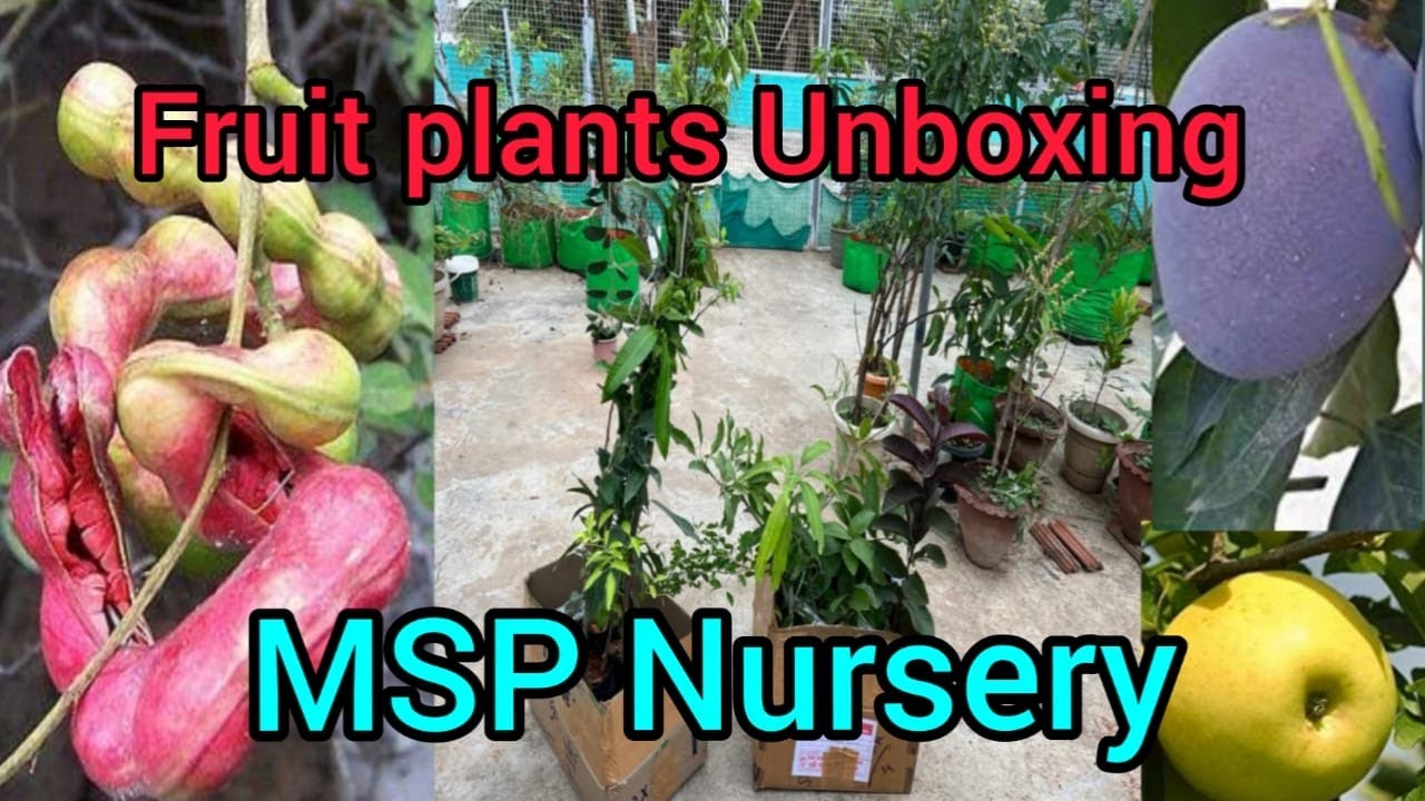 Fruit plants unboxing/ MSP Nursery Dharmapuri YouTube