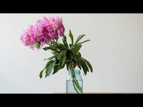 Video: Konservanti grieztiem ziediem - padomi svaigu grieztu ziedu barošanai