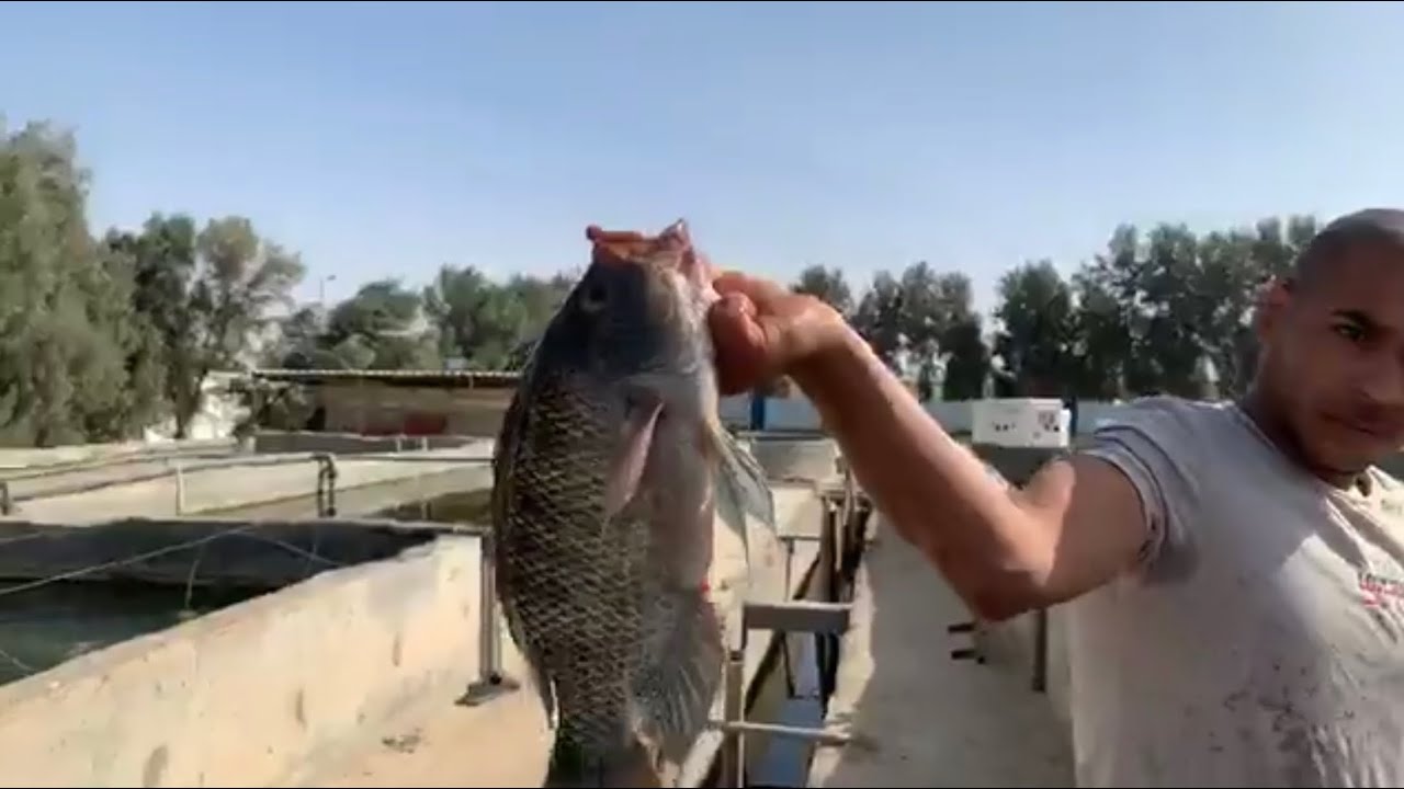 تنزيل الذكور اوزان فوق الكيلو  في البرك الارضيه مع الاناث للبدء في التفريخ