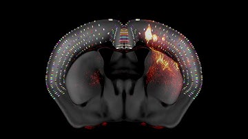 3D Mouse Brain Common Coordinate Framework Fly-Through