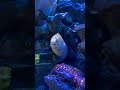 Can You Guess Why They’re Called Banana Eels? The Surprising Answer! #jkfish #aquarium #fishtank