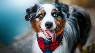 The Remarkable Healing Power of Australian Shepherds Therapy Dog Tales