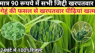 गेहूं में खरपतवार नियन्त्रण/ गेहूं की खेती/ खरपतवार नियन्त्रण केसे करे/ weedcontrol/ agriculture