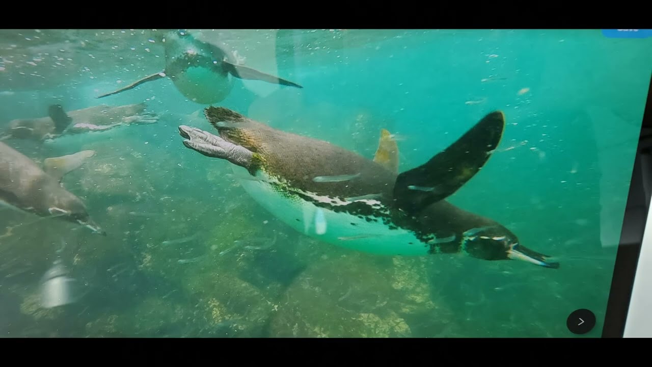 Galapagos Punta Moreno
