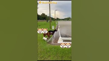 Những tình huống hài hước của các loài động vật đáng yêu PHẦN 67