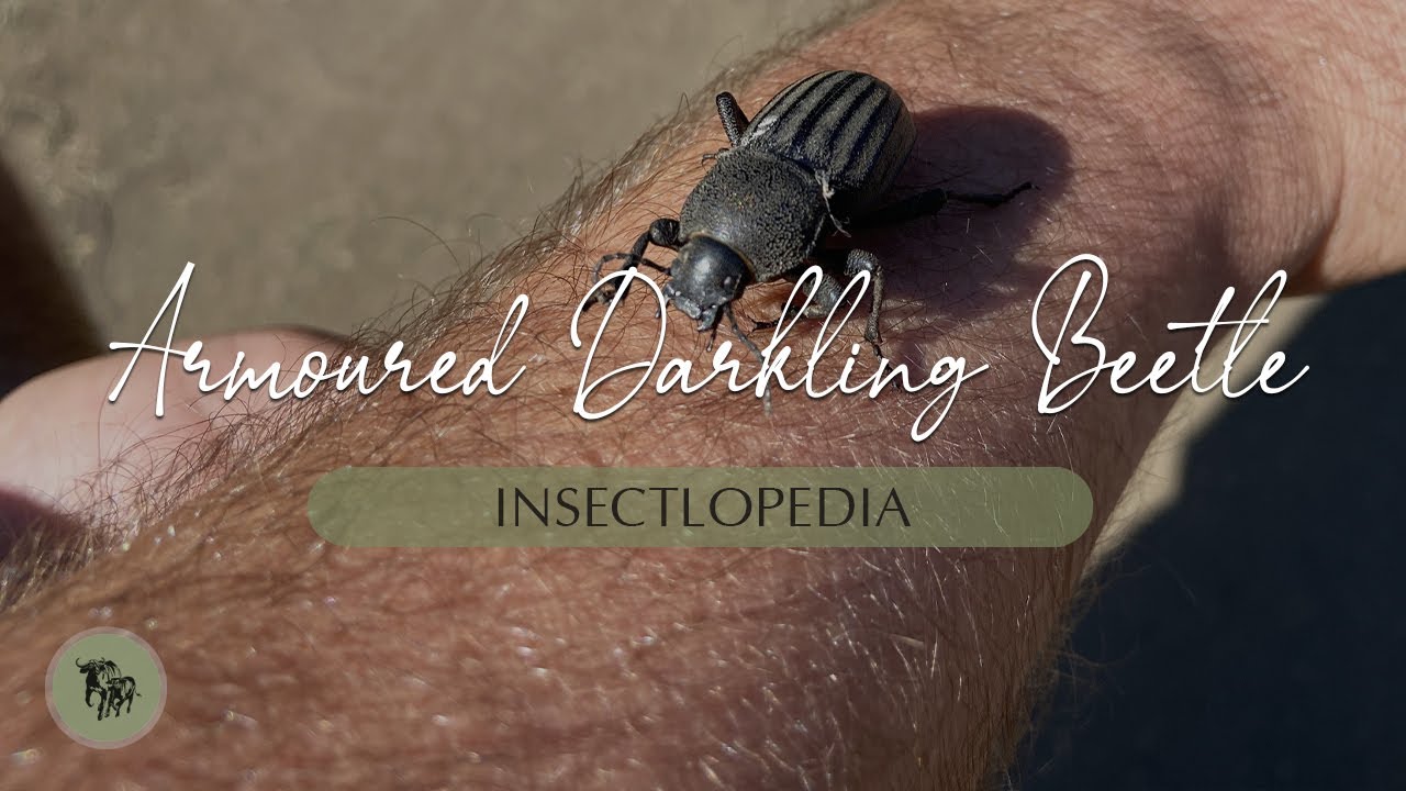Large Armoured Darkling Beetle l Insectlopedia - YouTube
