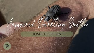 Large Armoured Darkling Beetle L Insectlopedia