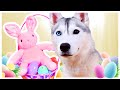HUSKY Gets Angry at EASTER Bunny! (She seeks out revenge!)