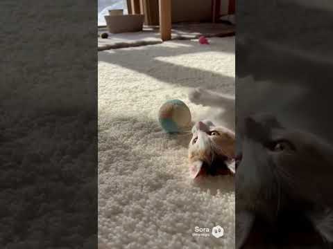 ボール遊びに夢中な子猫/Kitten Obsessed with a Ball #子ネコ #kitten #kittenshorts