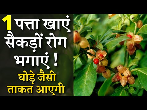 वीडियो: पुरुषों के लिए अजमोद का क्या उपयोग है - सुगंधित पौधे का रहस्य