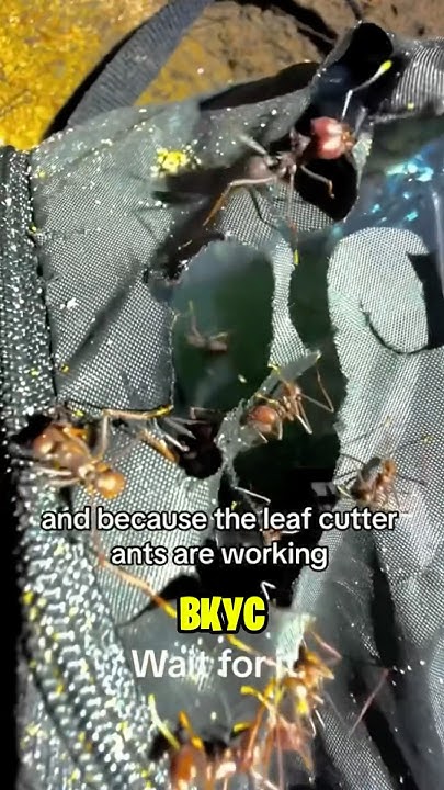 Уснул в Джунглях и Его Чуть не Съели - YouTube