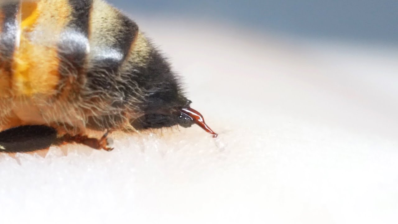 皮膚に刺さった蜂の針を引っこ抜くと 衝撃の結果に Youtube