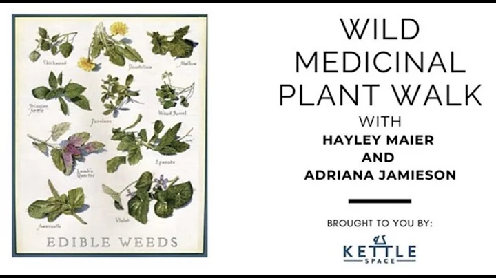 Wild Medicinal Plant Walk with Adriana Jamieson an...