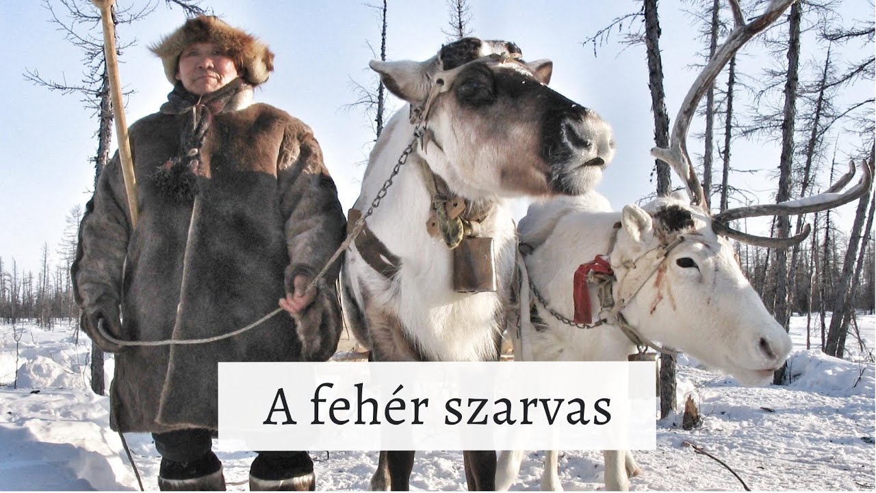 A FEHÉR SZARVAS