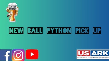 New Ball Python Unboxing from Curtwood Pythons