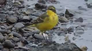 1040421二重疏洪道蘆洲出口黃鶺鴒4